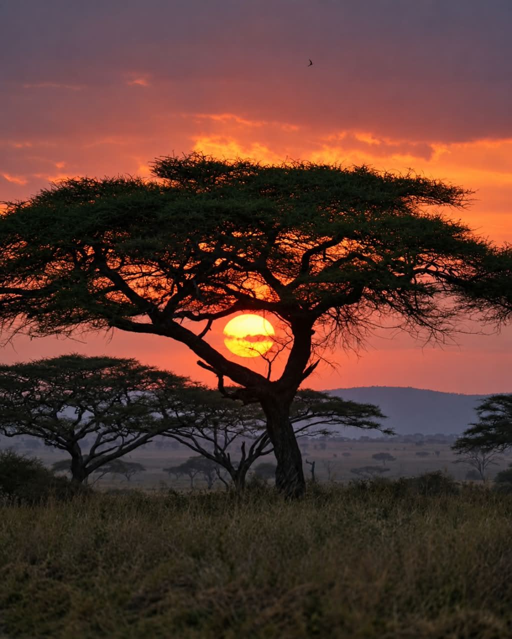 Acacia tree silhouetted against a Serengeti sunset